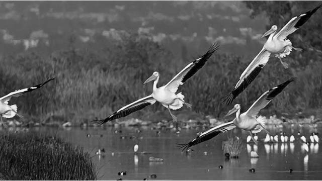 AICA (Áreas de Importancia para la Conservación de las Aves)